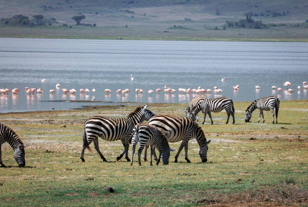 Voyage safari en tanzanie : quand partir et combien de jours prévoir